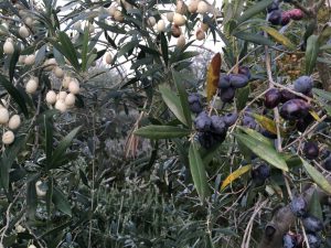 image003